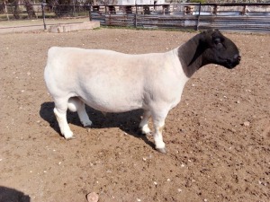 WITHDRAWN - LOT 36 1X DORPER RAM Albian Stoet