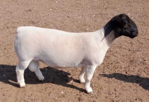 WITHDRAWN - LOT 38 1X DORPER RAM Albian Stoet