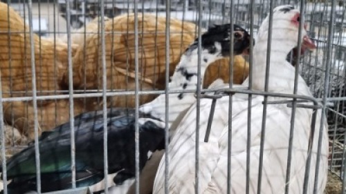2x MAKOUE M+F TIERPOORT BOERDERY (Pay per Animal)