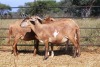 1X OOI/EWE Thaba Meatmasters - Chris Barkhuizen - 076 8506726 - 7