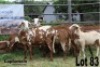 LOT 83 3X MEATMASTER OOI/EWE LAPFONTEIN MEATMASTERS(PER STUK OM LOT TE NEEM/PER PIECE TO TAKE THE LOT) - 3