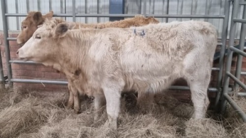 2x BEES F G.A. VAN DER WALT (Pay per Animal)