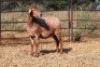 1X OOI/EWE Thaba Meatmasters - Chris Barkhuizen - 076 8506726 - 2