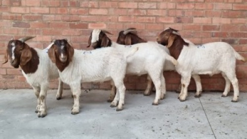 5x BOERBOK RAM MADEVU FARMING (Pay per Animal)
