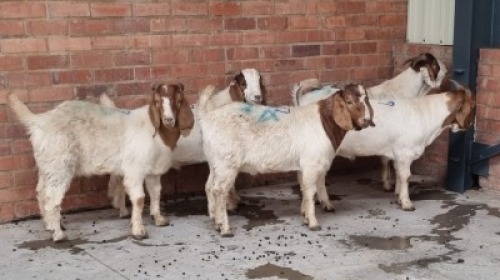 5x BOERBOK RAM MADEVU FARMING (Pay per Animal)