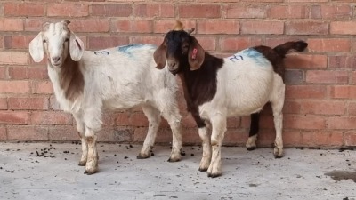 2x BOERBOK RAM MADEVU FARMING (Pay per Animal)