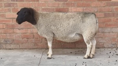 1x DORPER EWE TIERPOORT BOERDERY