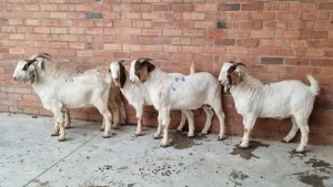 5x BOERBOK RAM MADEVU FARMING (Pay per Animal)