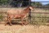1X OOI/EWE Thaba Meatmasters - Chris Barkhuizen - 076 8506726 - 3