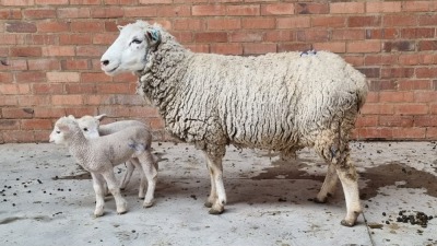 1x DORMER EWE SMOKEY