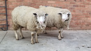 2x DORMER EWE SMOKEY (Pay per Animal)