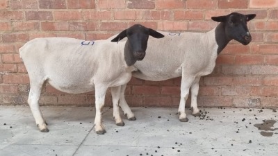 2x DORPER EWE TIERPOORT BOERDERY (Pay per Animal)