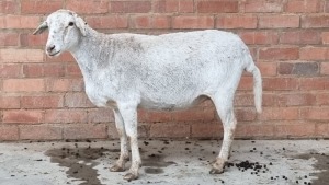 1x MEATMASTER EWE PW VAN HEERDEN