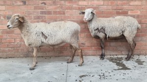 2x SHEEP EWE BADI BIRDS / BETTIE BADENHORST (Pay per Animal)