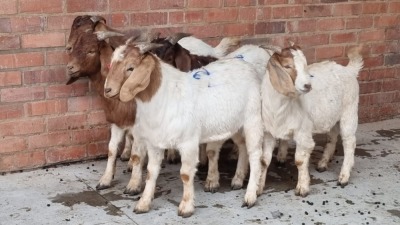 5x BOERBOK RAM MADEVU FARMING (Pay per Animal)