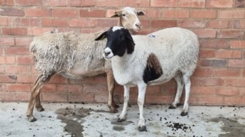 2x SHEEP EWE BADI BIRDS / BETTIE BADENHORST (Pay per Animal)