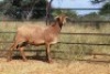 1X OOI/EWE Thaba Meatmasters - Chris Barkhuizen - 076 8506726 - 4
