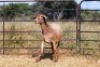1X OOI/EWE Thaba Meatmasters - Chris Barkhuizen - 076 8506726 - 5