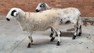 2x MEATMASTER EWE FJ DELPORT (Pay per Animal)