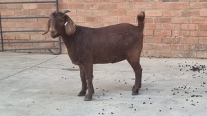 1x KALAHARI RED EWE QUENTIN MULDER