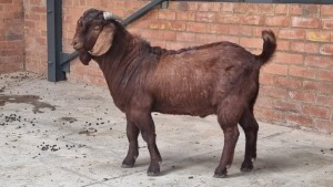 1x KALAHARI RED RAM QUENTIN MULDER