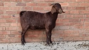 1x KALAHARI RED EWE QUENTIN MULDER