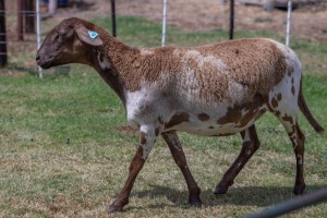 1X OOI/EWE B3 Genetics - Charles Freeme - 074 207 0007 (Highest Bidder may choose A or B of Lot round or take all - Pay per piece. Choice once per Lot round, Rest to take all)