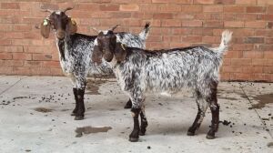 2x CAPE SKILDER DOE LIVESTOCK 88 84 PTY LTD / PW VAN HEERDEN (Pay per Animal)