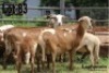 LOT 83 3X MEATMASTER OOI/EWE LAPFONTEIN MEATMASTERS(PER STUK OM LOT TE NEEM/PER PIECE TO TAKE THE LOT) - 4