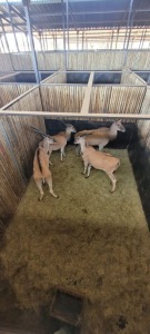 4X Eland F:4 (Per Piece to take the lot/Per stuk om lot te neem)