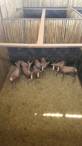 8X Blesbok M:8 GROOT (Per Piece to take the lot/Per stuk om lot te neem)