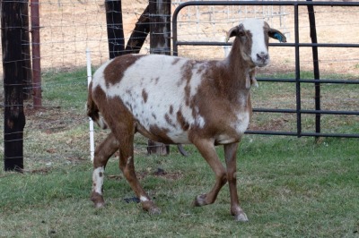 1X OOI/EWE B3 Genetics - Charles Freeme - 074 207 0007