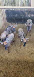 4X Blouwildebees F:4 (Per Piece to take the lot/Per stuk om lot te neem)