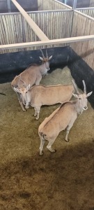 3X Eland F:3 (Per Piece to take the lot/Per stuk om lot te neem)