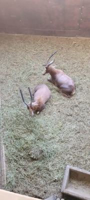 2X Blesbok M:2 (Per Piece to take the lot/Per stuk om lot te neem)