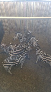 6X Zebra (Per Piece to take the lot/Per stuk om lot te neem)