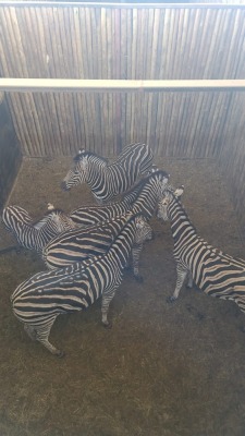 6X Zebra (Per Piece to take the lot/Per stuk om lot te neem)