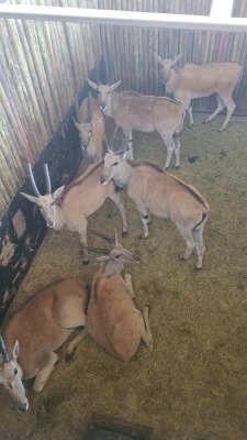 7X Eland (Per Piece to take the lot/Per stuk om lot te neem)