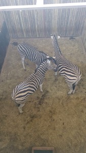 3X Zebra (Per Piece to take the lot/Per stuk om lot te neem)