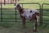 1X OOI/EWE B3 Genetics - Charles Freeme - 074 207 0007 - 5