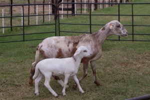 1X OOI met lam/EWE with lamb B3 Genetics - Charles Freeme - 074 207 0007 