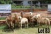 LOT 83 3X MEATMASTER OOI/EWE LAPFONTEIN MEATMASTERS(PER STUK OM LOT TE NEEM/PER PIECE TO TAKE THE LOT) - 5
