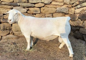 LOT 61 X STUD WHITE DORPER RAM GJ Lötter Wit Dorpers