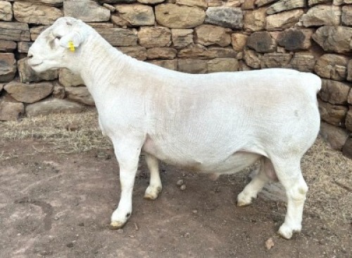 LOT 63 X FLOCK WHITE DORPER RAM GJ L&ouml;tter Wit Dorpers