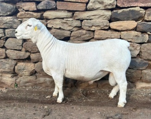 LOT 62 X STUD WHITE DORPER RAM GJ L&ouml;tter Wit Dorpers