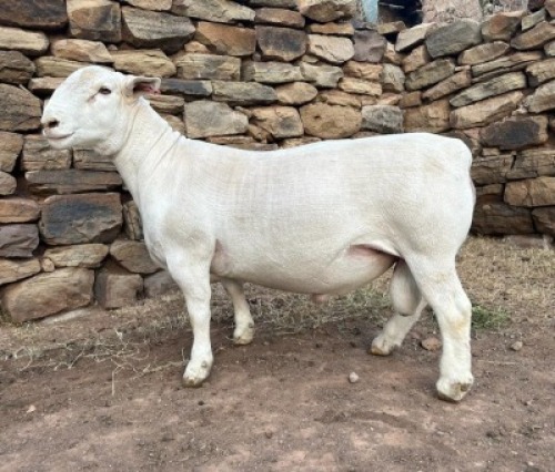 LOT 64 X FLOCK WHITE DORPER RAM GJ L&ouml;tter Wit Dorpers