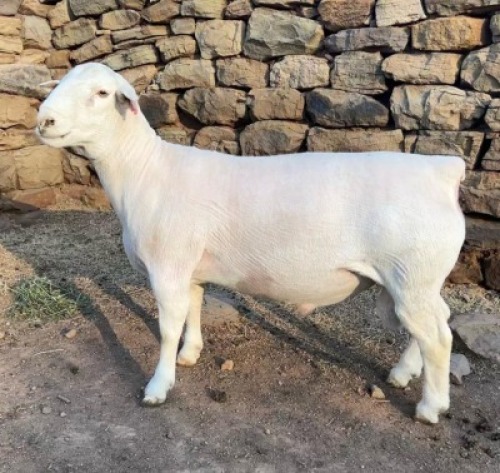 LOT 83 X FLOCK WHITE DORPER RAM GJ L&ouml;tter Wit Dorpers