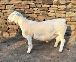 LOT 65 X FLOCK WHITE DORPER RAM GJ Lötter Wit Dorpers