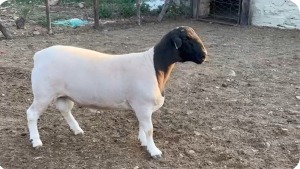 WITHDRAWN - LOT 76 1X DORPER RAM Suidwaaikraal Dorpers