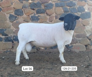 LOT 56 1X FLOCK DORPER RAM Cronje Dorpers